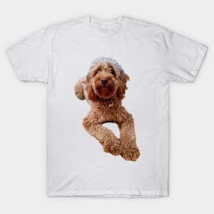 Cavapoo puppy dog relaxing - cavalier king charles spaniel poodle, puppy love T-Shirt
